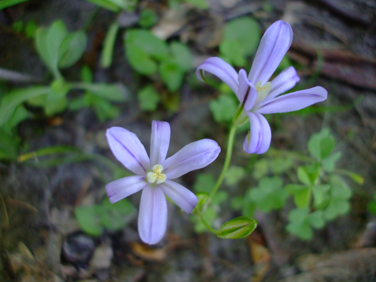 Brodiaea minor